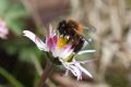 Andrena bicolor